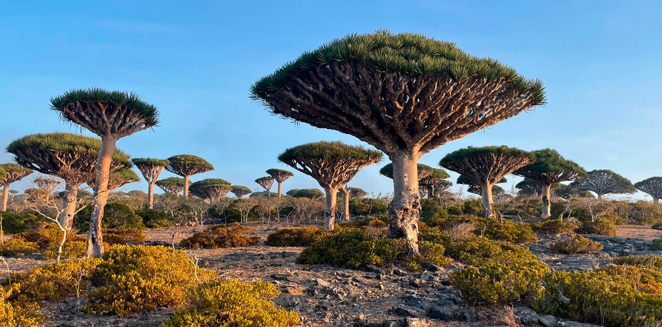 Тур на Сокотру