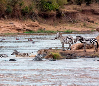 Великая миграция животных в Кении