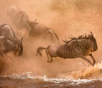 Великая миграция животных в Кении