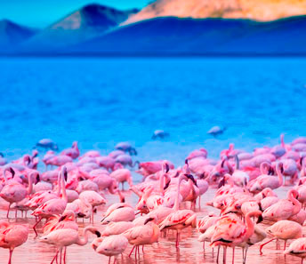 Великая миграция животных в Кении