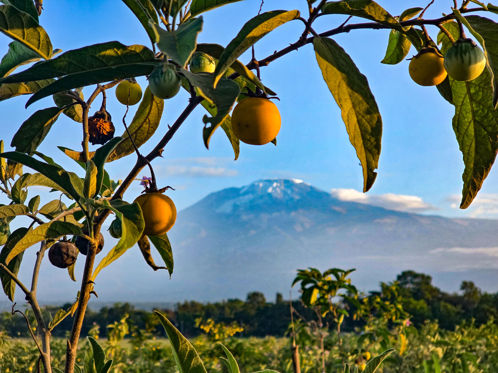 Килиманджаро Танзания