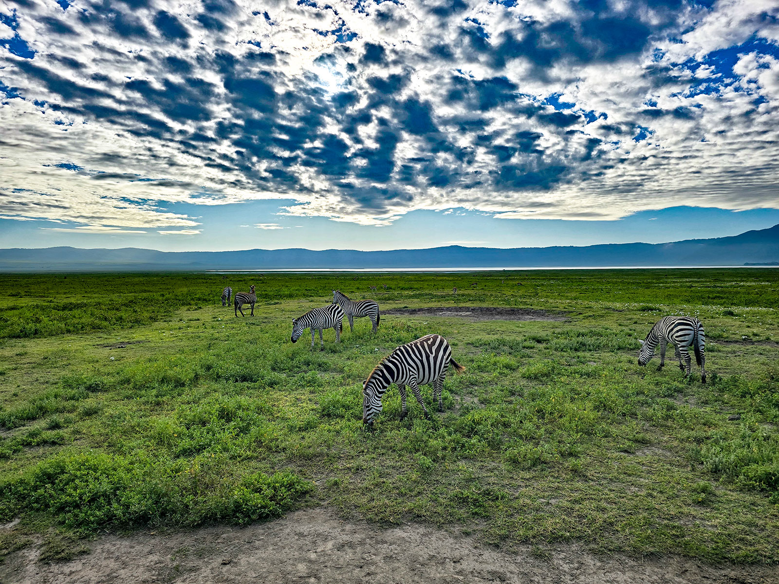 Зебры Танзания