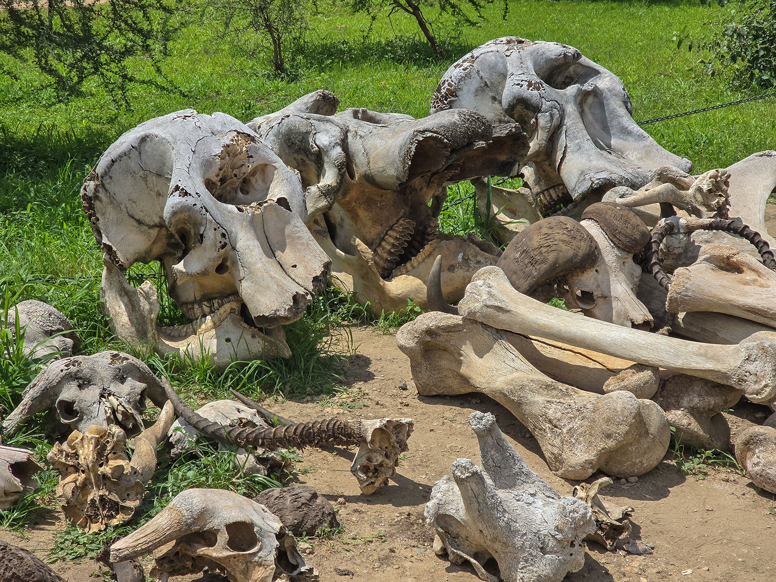 Нгоронгоро Танзания