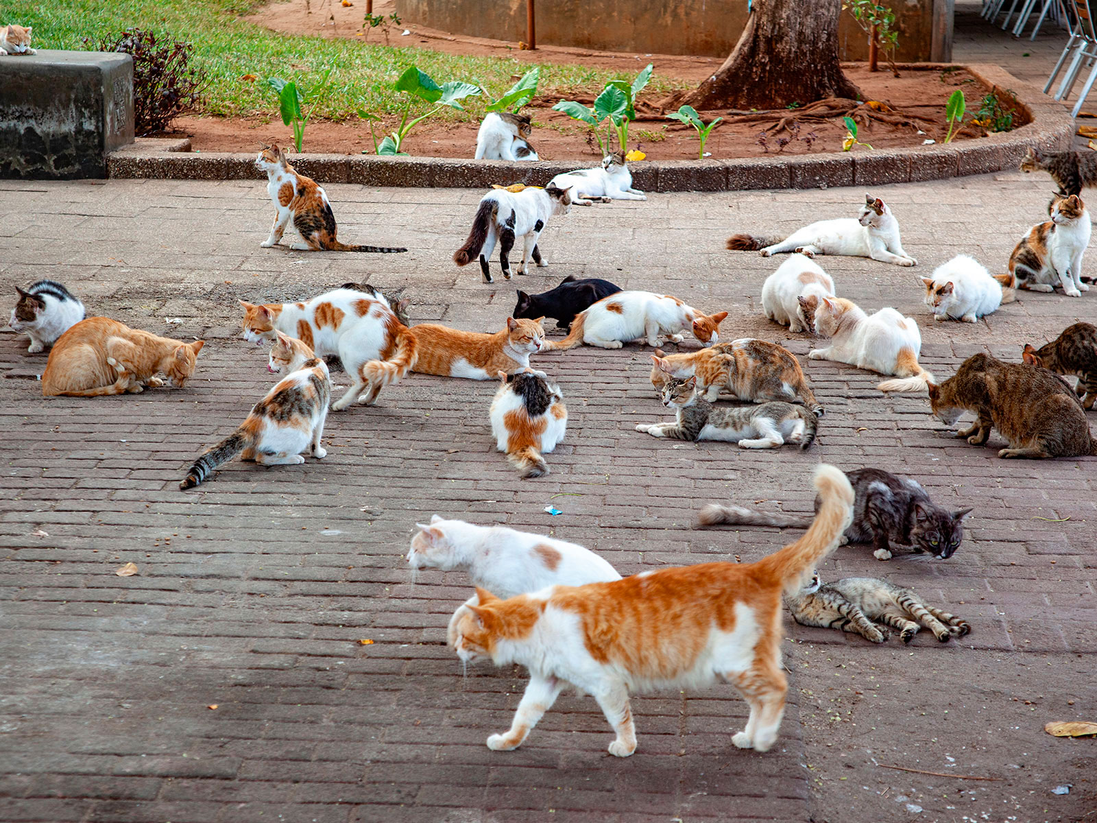 Стоун Таун Занзибар Танзания