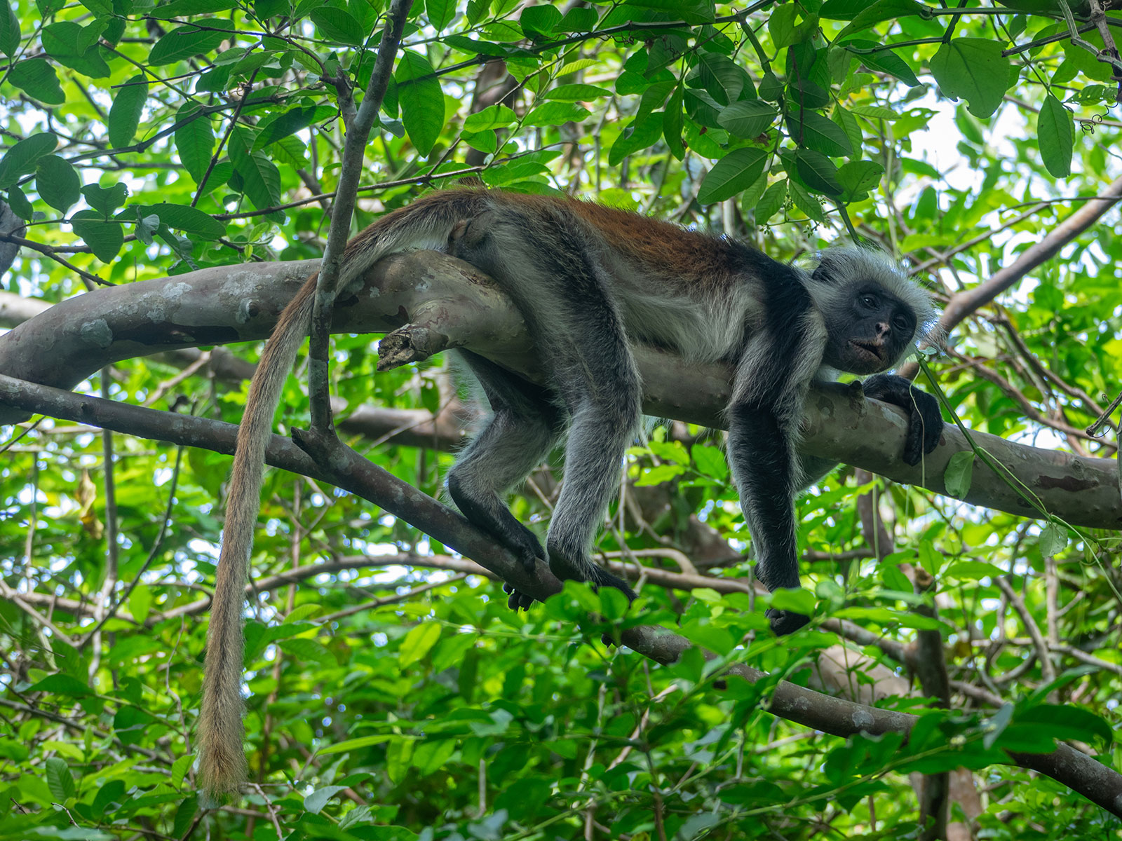 Колобус Кирка Танзания