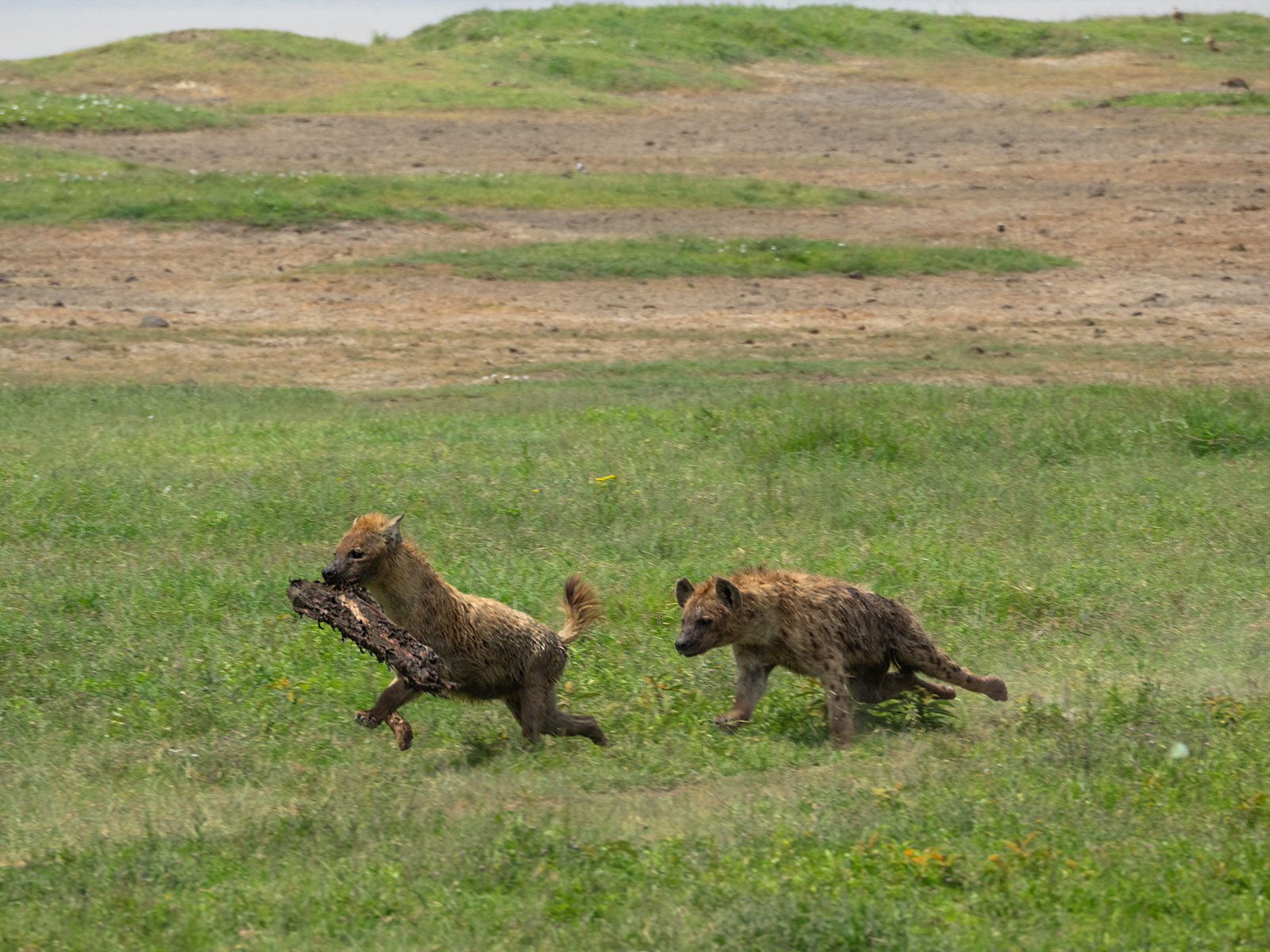Гиена Нгоронгоро