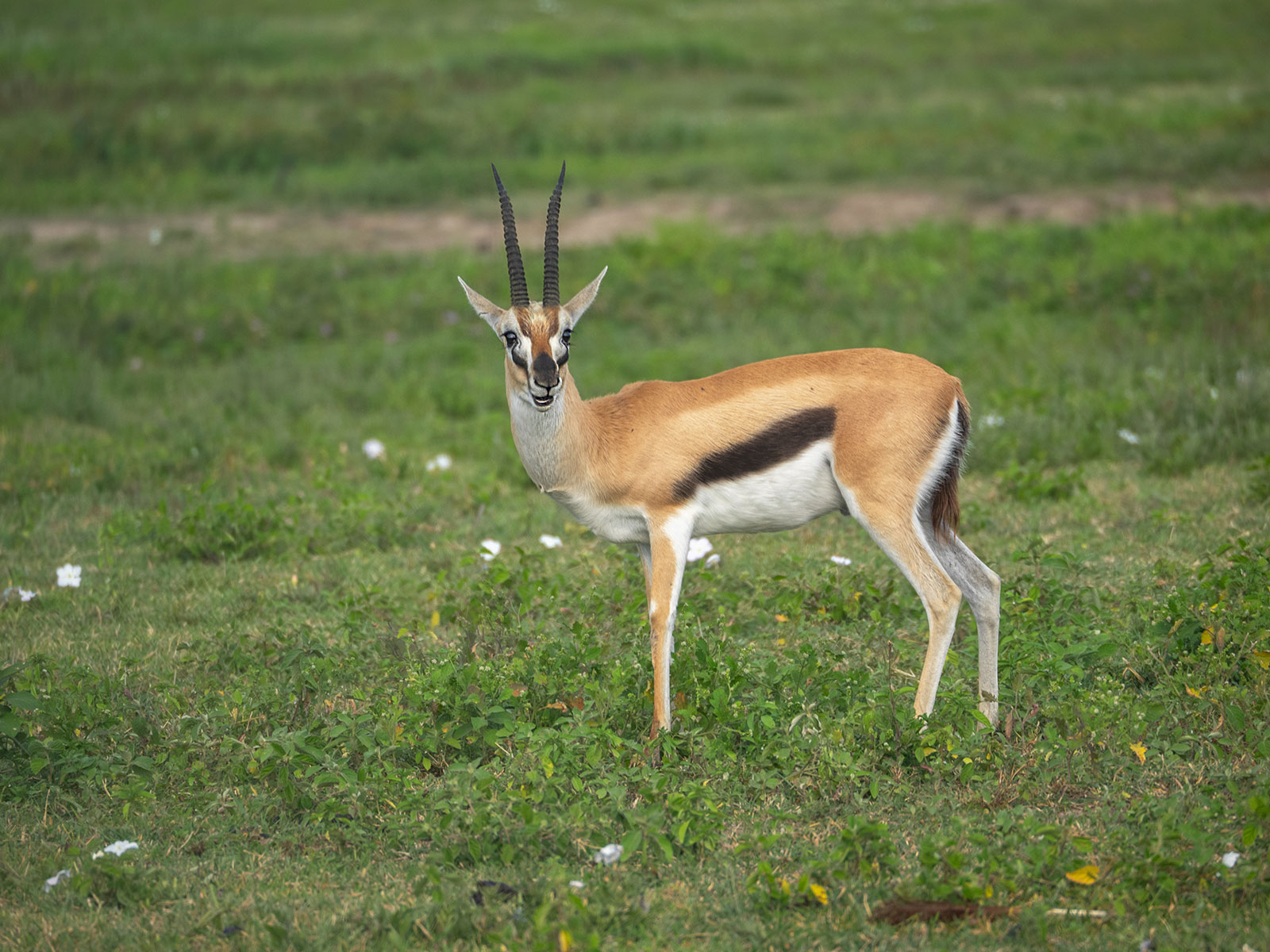 Газель Томсона Танзания