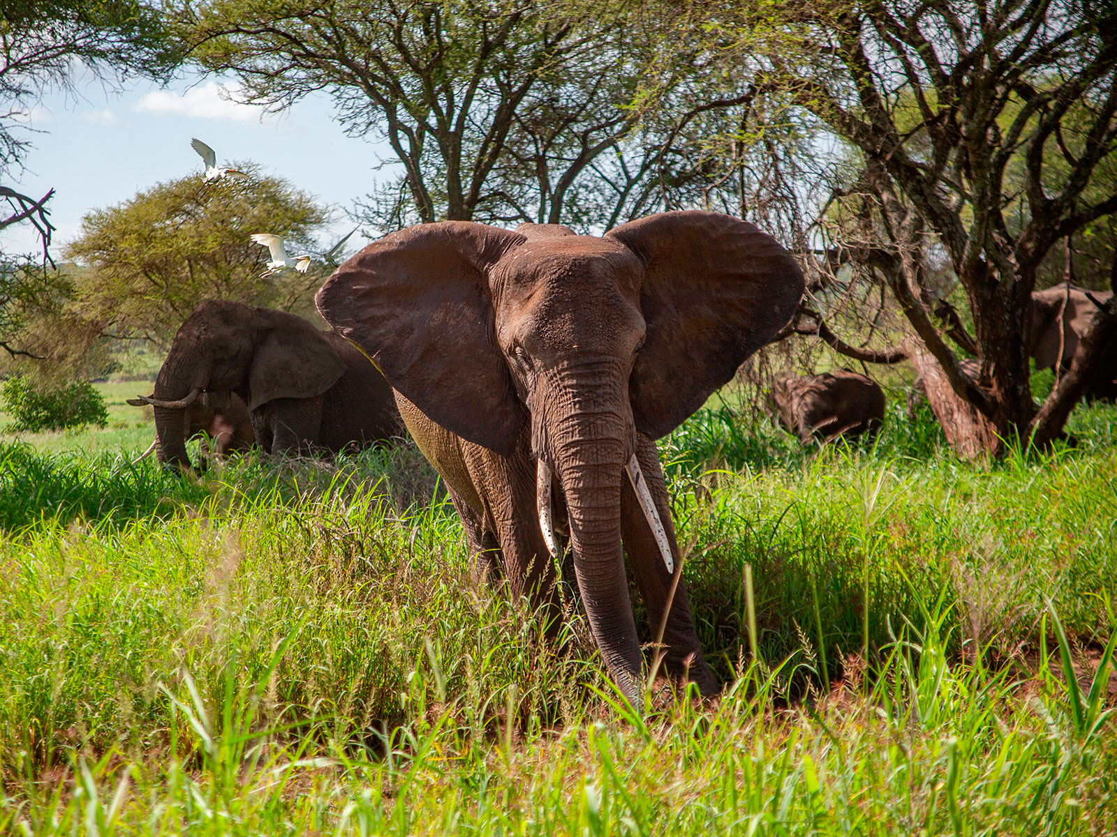 Слоны Тарангире Танзания