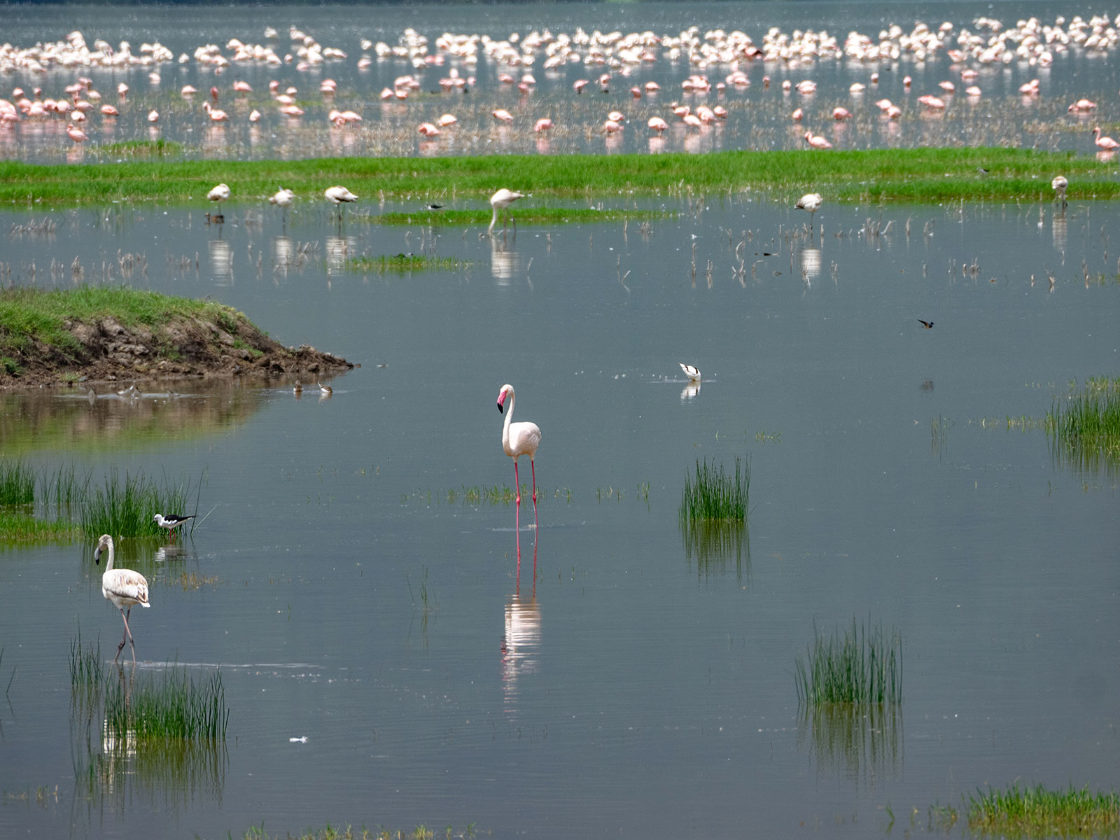 Фламинго Танзания