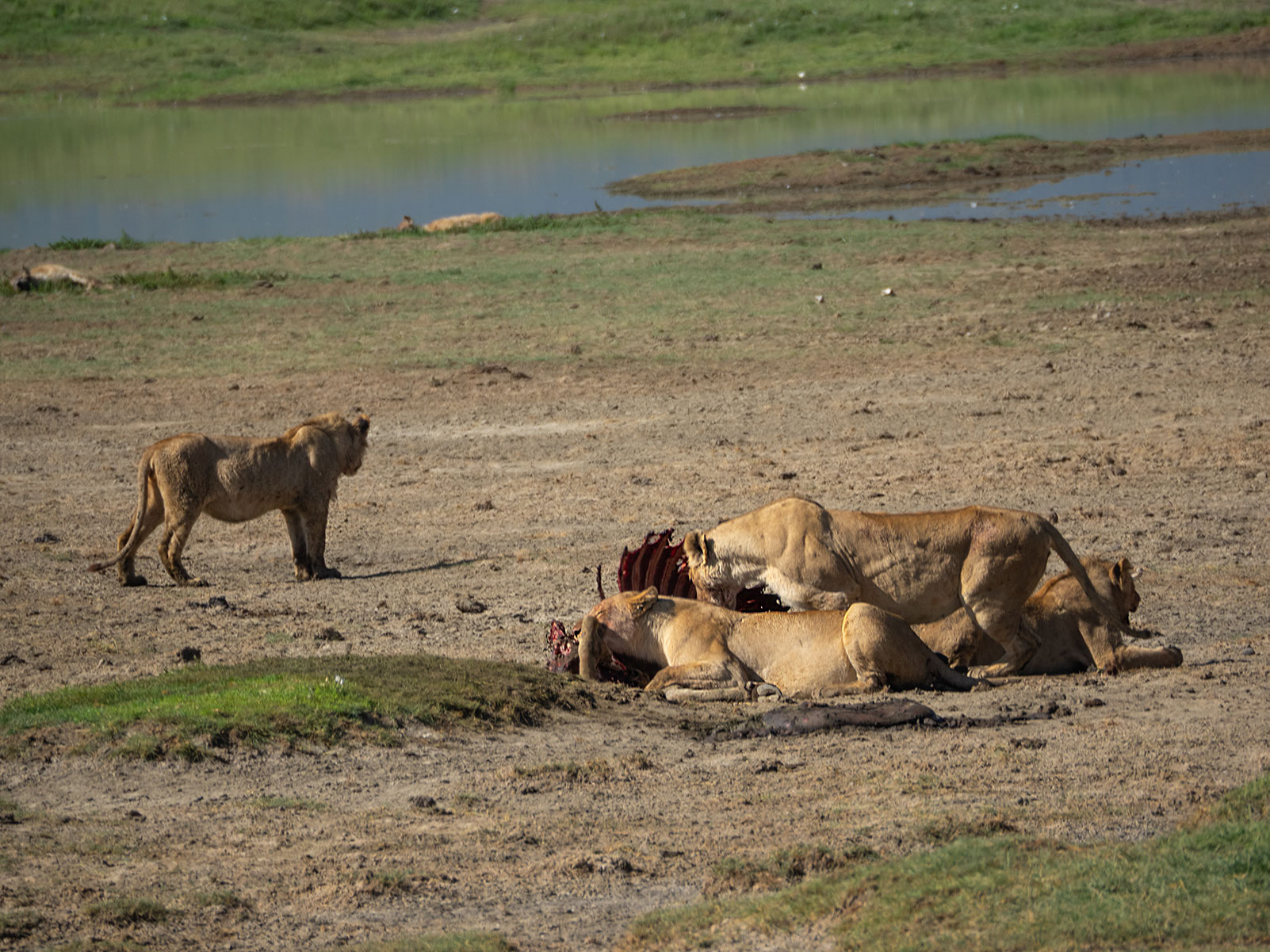 Львиный прайд Танзания