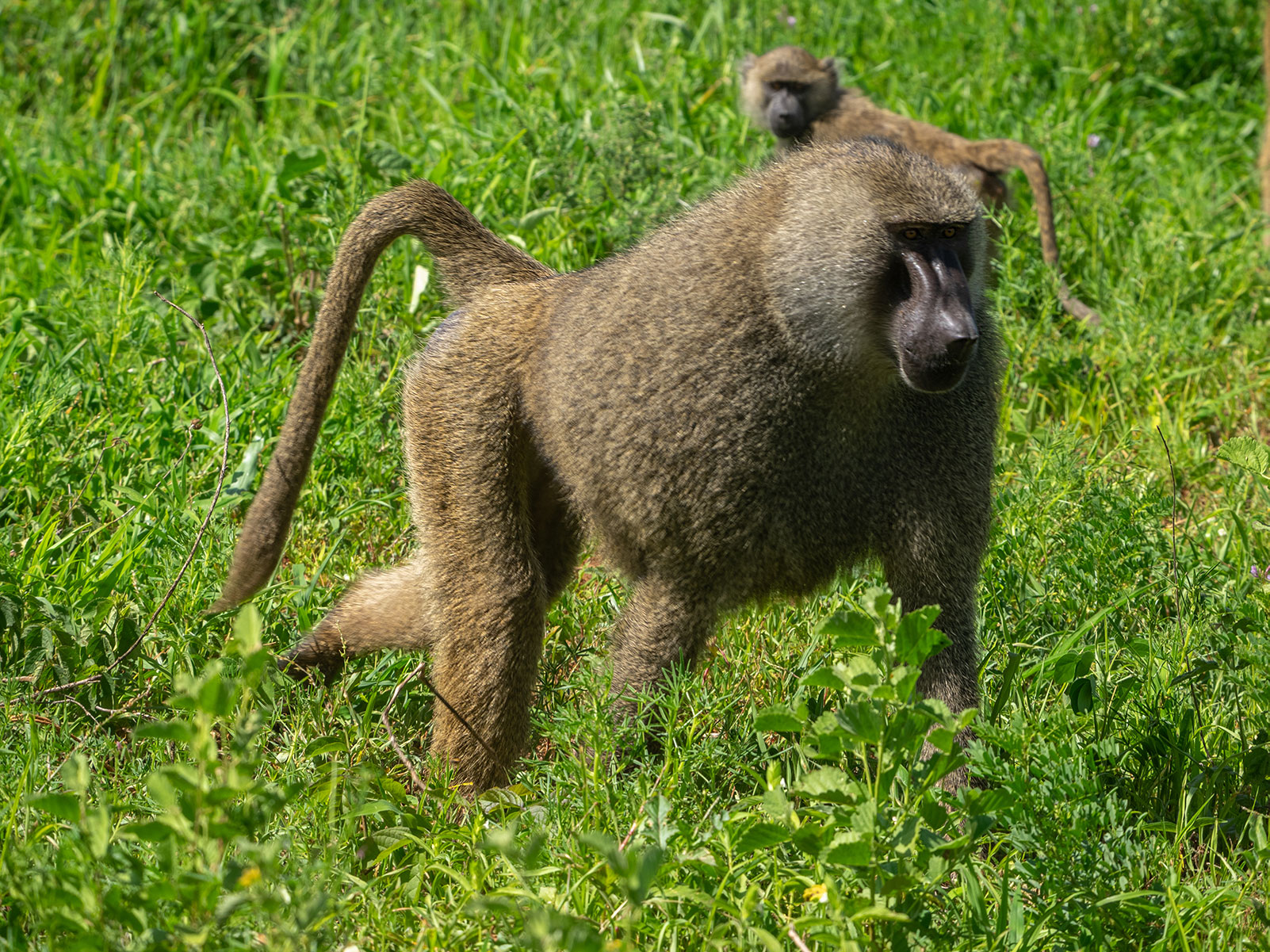 Самец бабуина Танзания