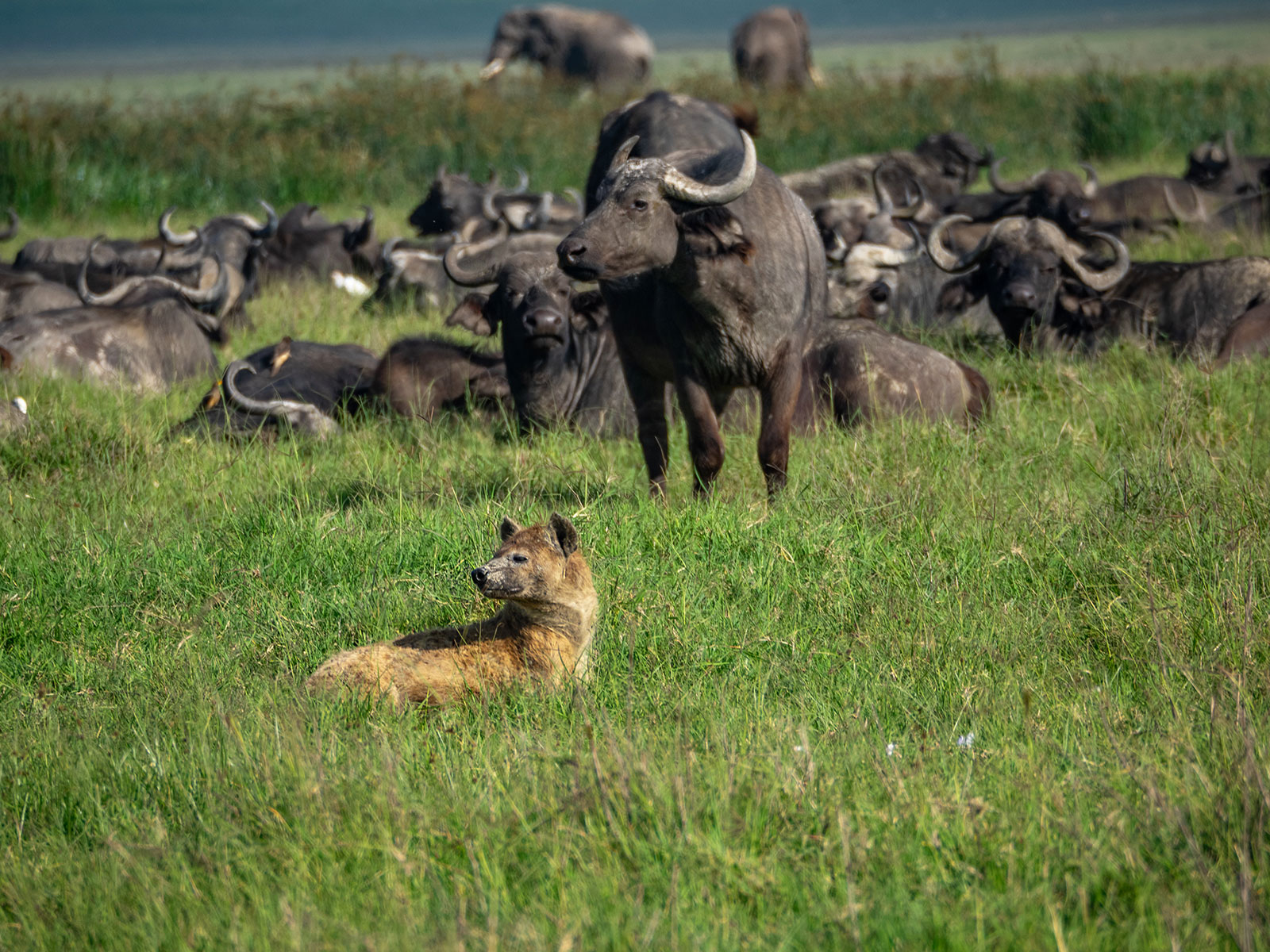 Гиена Нгоронгоро