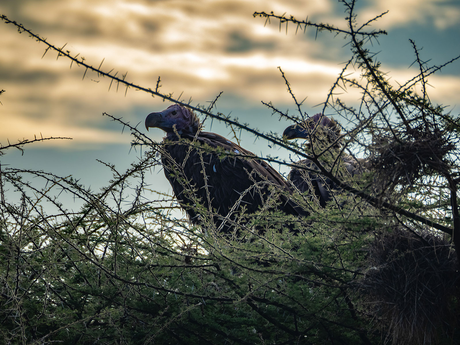 Орлы Тарангире Танзания