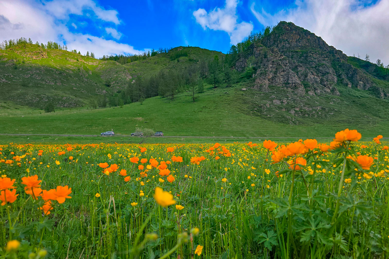 Алтай Цветы