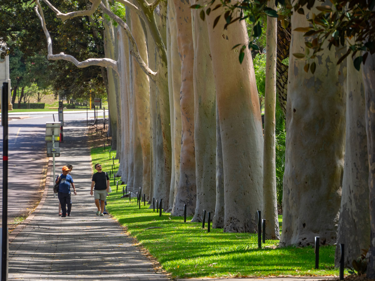 Платановая аллея Австралия