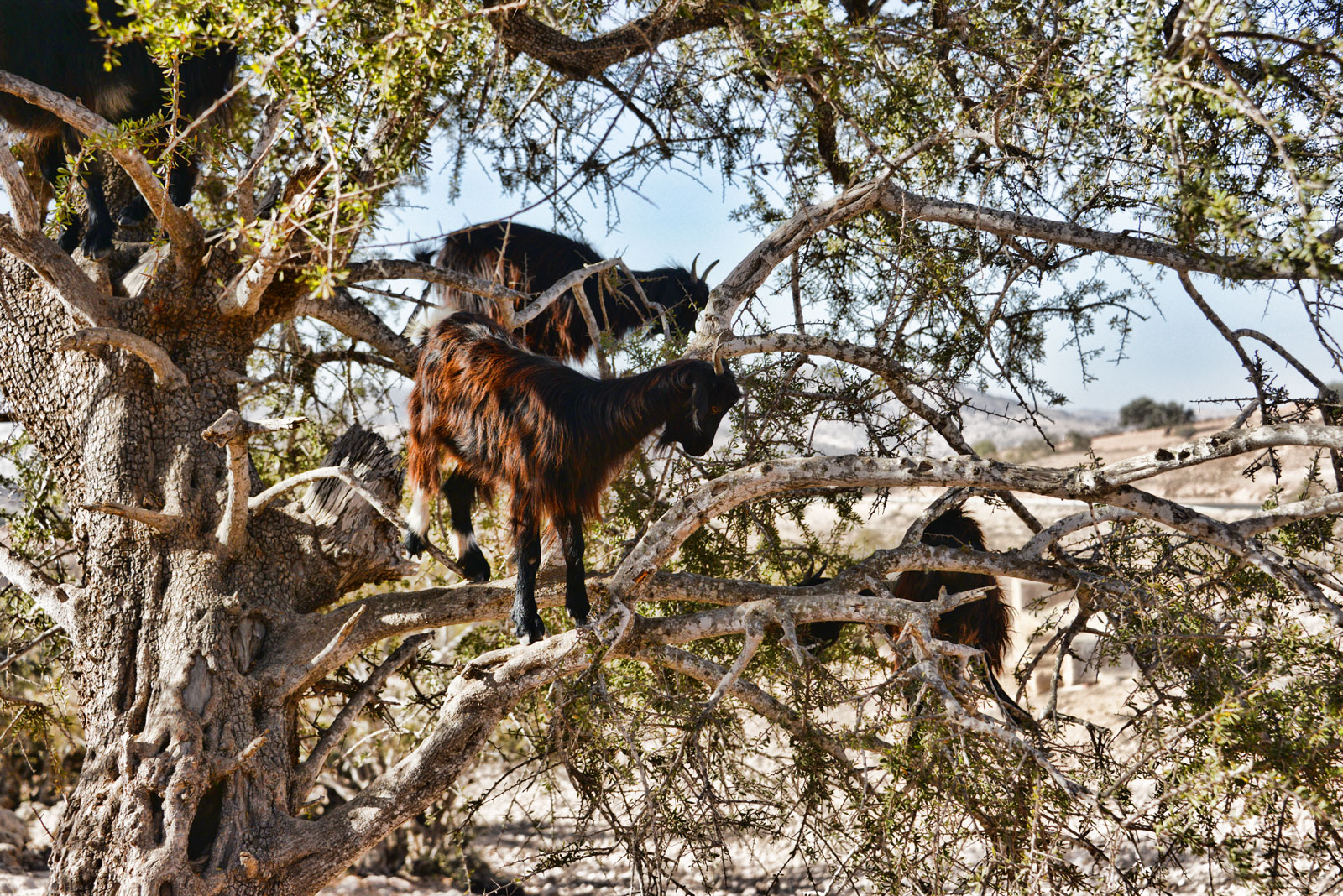 Goats in the trees Morocco