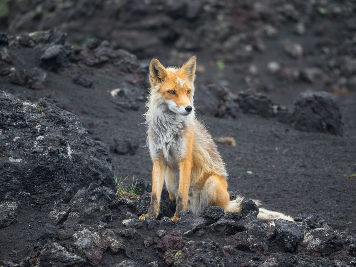 Fox, Kamchatka
