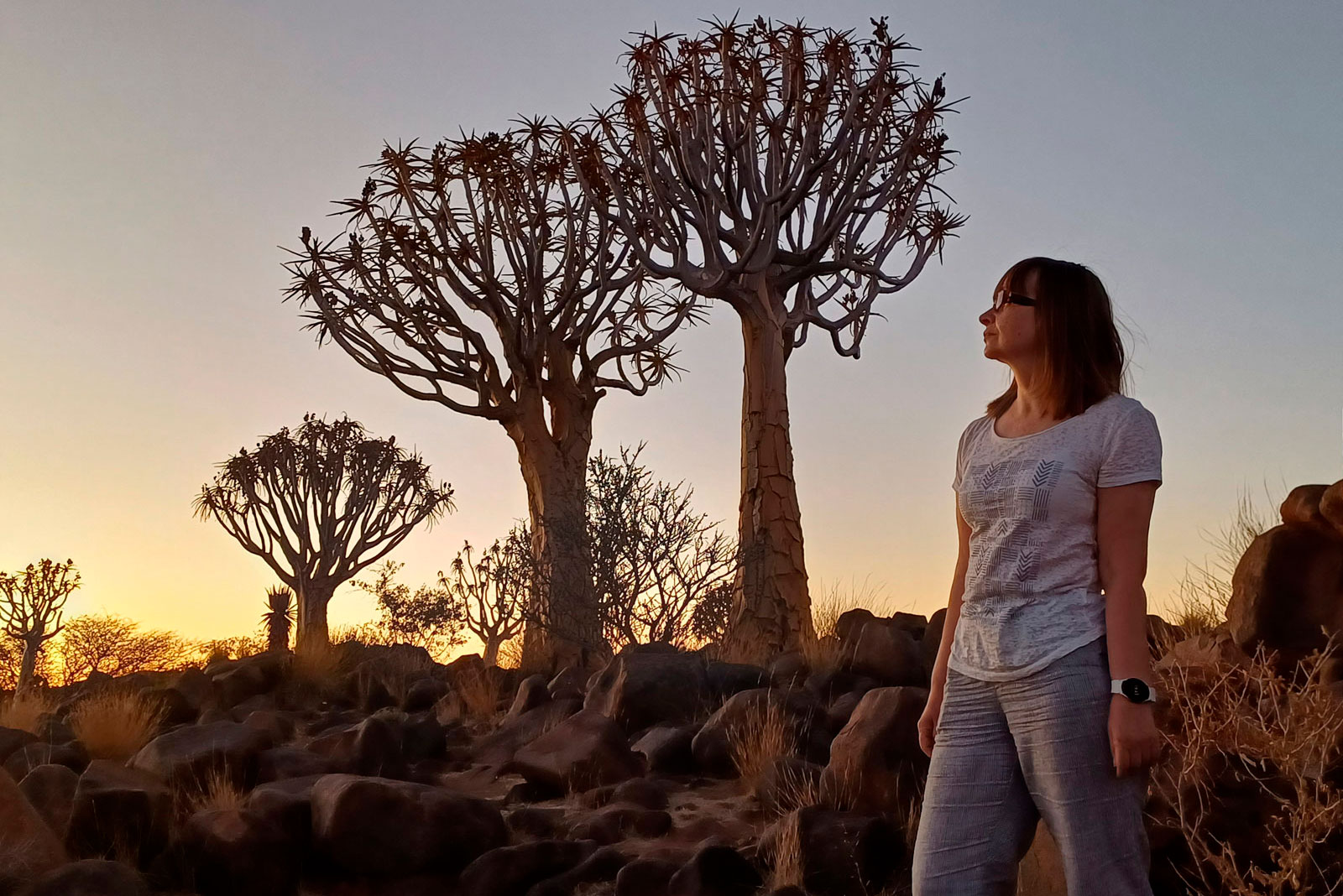 Quiver Tree Forest