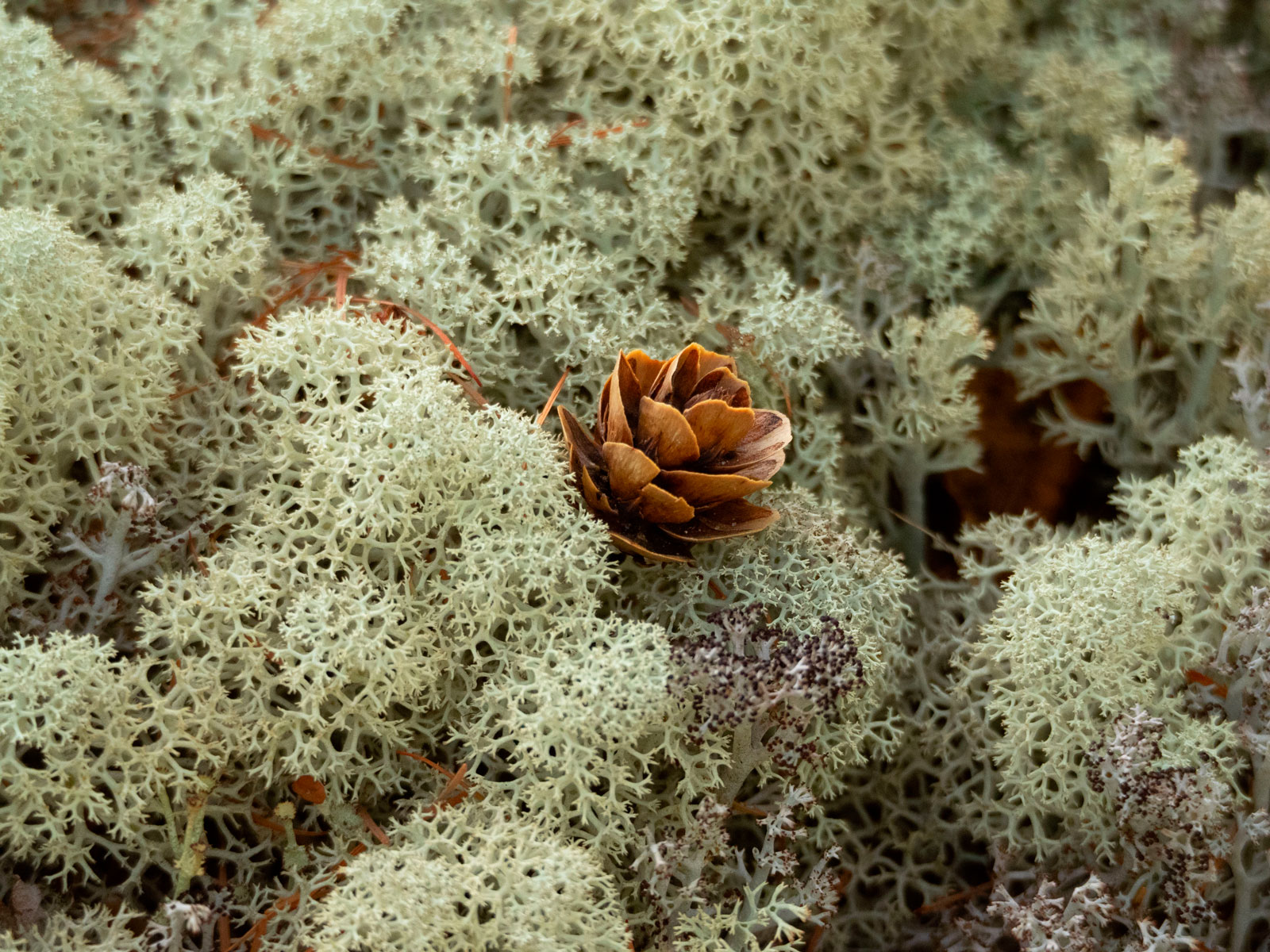 Чара, Забайкалье