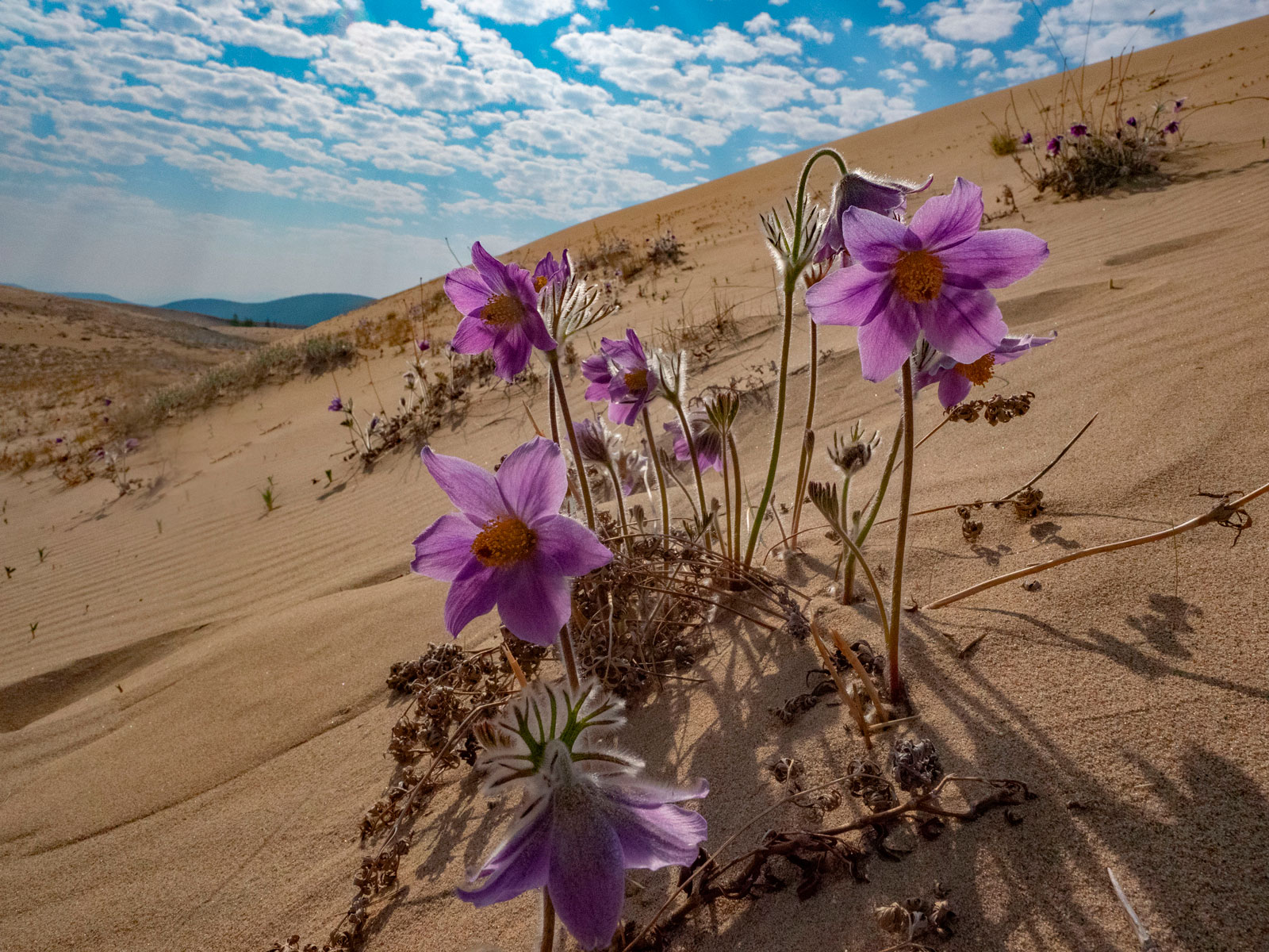 Чарские пески